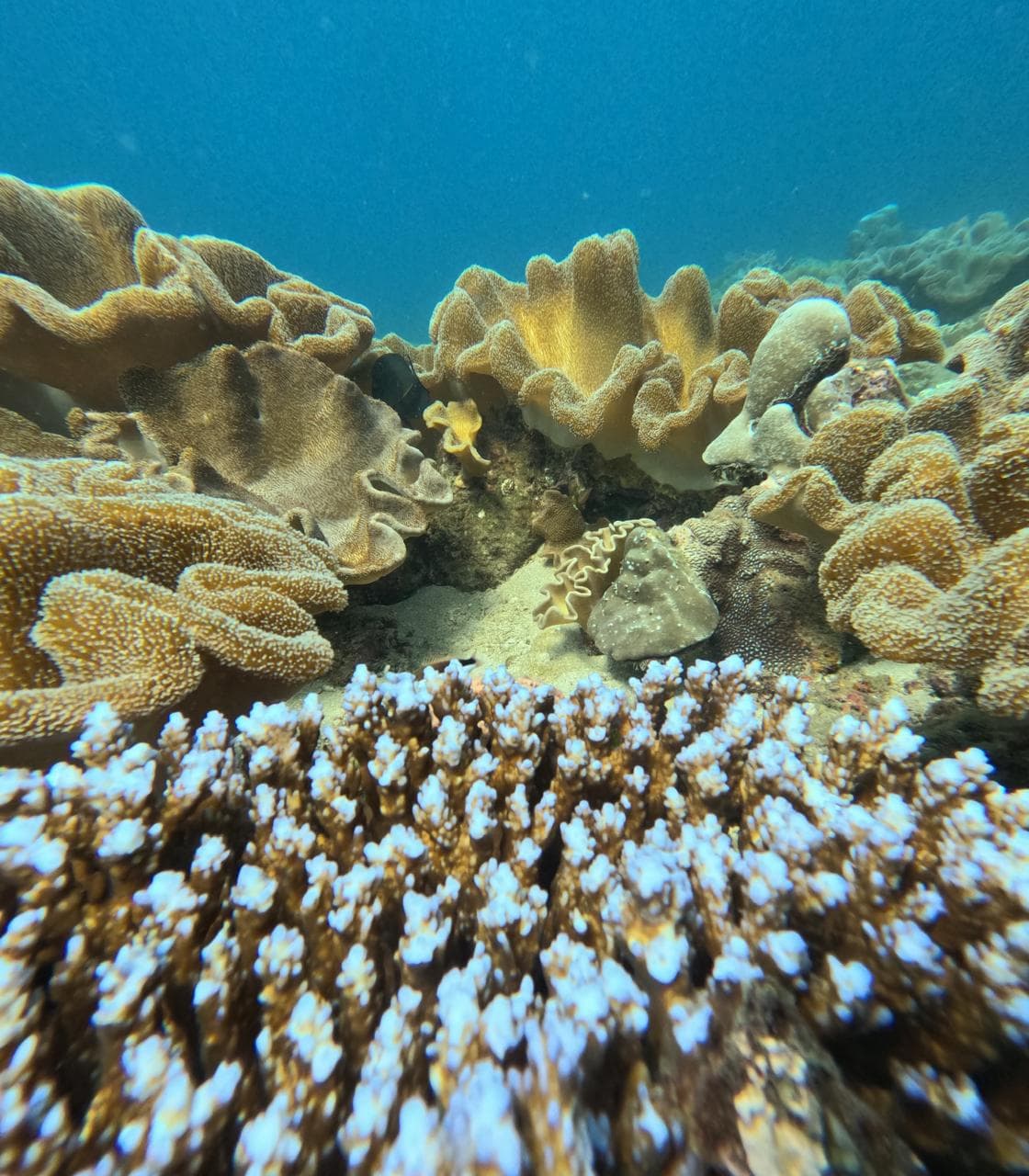 PADI Rescue Diver
