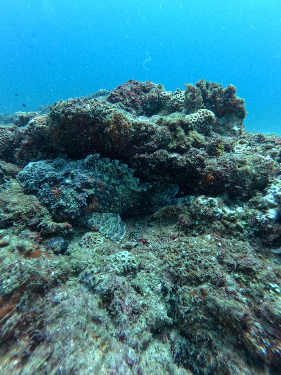 Group dive trip with DiveKing crew, Trincomalee