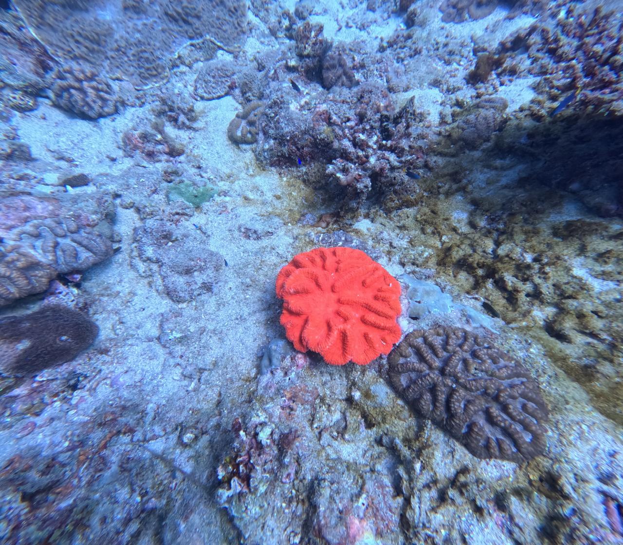 Sea turtle encountered while diving in Trincomalee